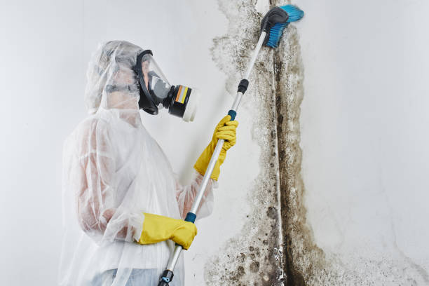 Best Emergency Mold Removal  in Nashua, IA