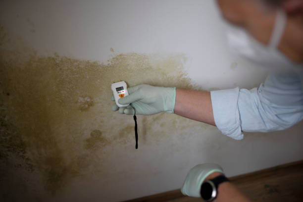 Best Commercial Mold Removal  in Nashua, IA