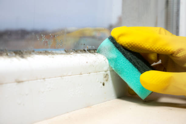 Best Certified Mold Removal  in Nashua, IA